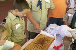 Bee keeping lesson